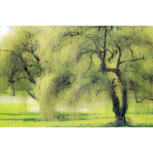 Washington State-Medina spring greens willow tree